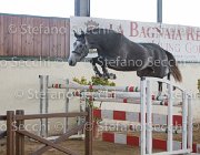 Berlin dei Folletti TosTour2013- S5 3012 : Arezzo, Arezzo Equestrian Centre, Berlin dei Folletti, Cavalli d'Italia, Toscana Tour 2013, foto di Stefano Secchi ©